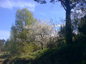 Flowering tree