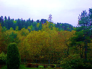 Forest, enhanced colors