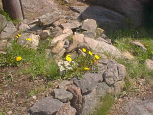 Dandelions