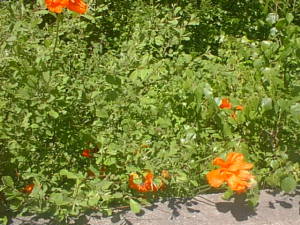 Poppy flowers