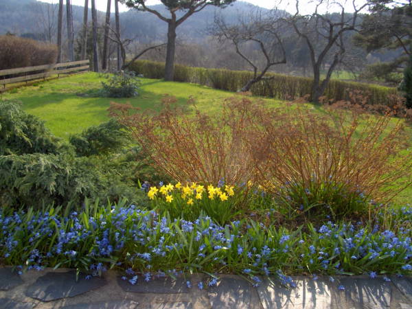 Spring flowers