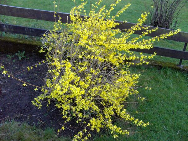 Yellow spring bush