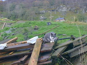 Cat on building materials