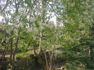 Landscape w/ trees