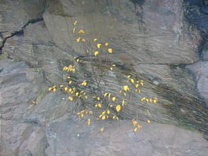 Small bush with a few yellow leaves