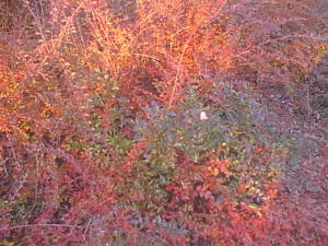 Flower among fall colors