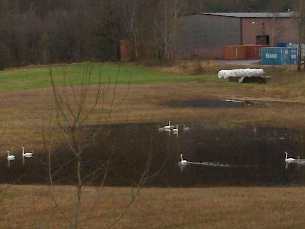 Birds swimming in fields