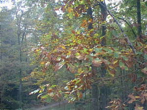 Brown leaves