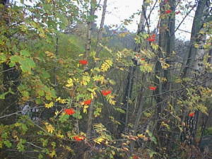 Late fall rowan