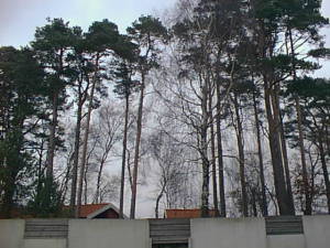 Trees