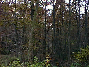 Autumn forest