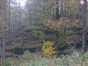Autumn forest