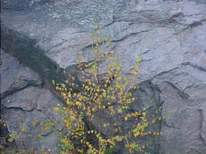 Small tree