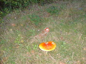 Autumn mushroom