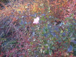 Flower among autumn leaves