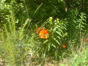 Poppy in grass