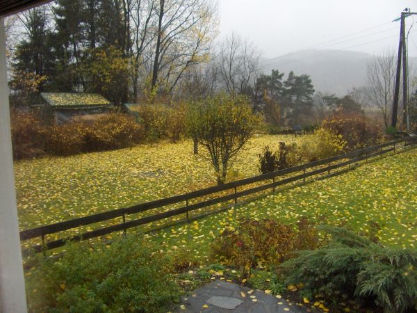 Fallen leaves