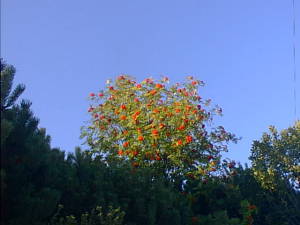 Rowan tree