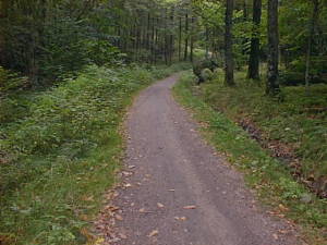 Autumn path