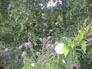 Lily and thistles