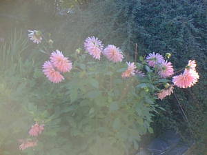 Autumn flowers
