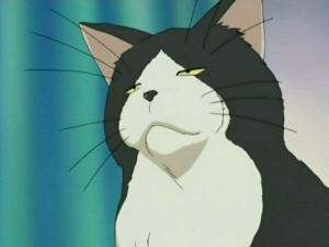 Old tired cat from anime Suzuka