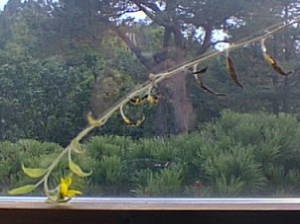 Dying flower
